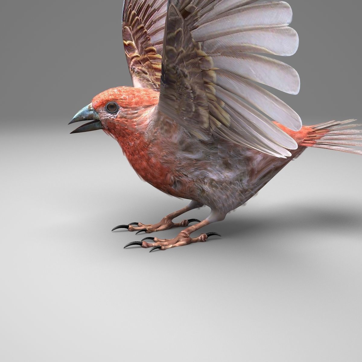 House finch - rigged - animated 3D model_19