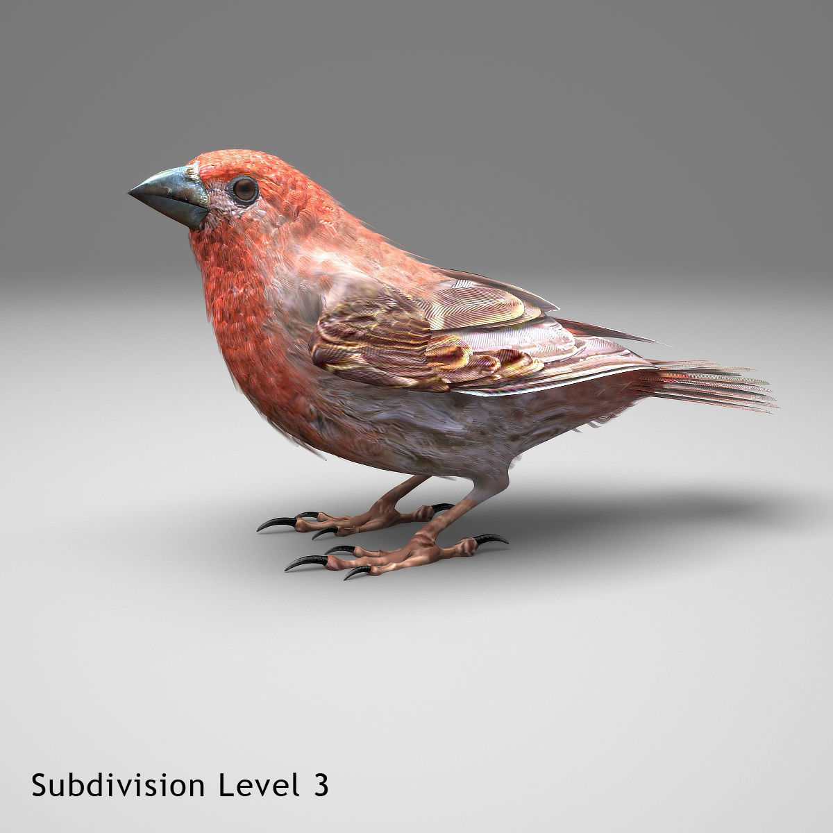 House finch - rigged - animated 3D model_13