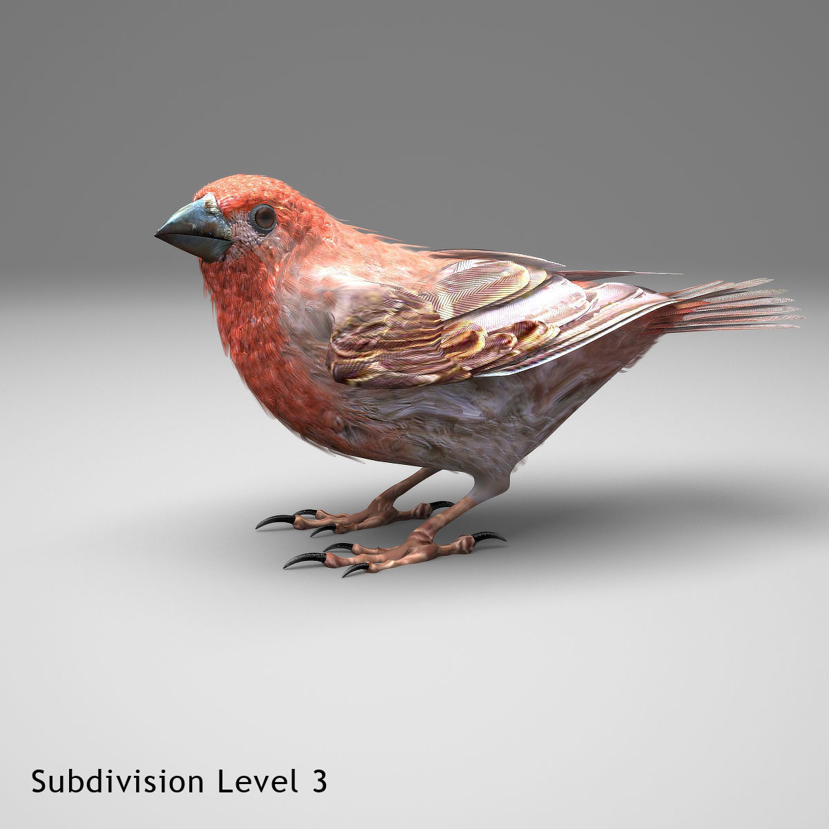 House finch - rigged - animated 3D model_16