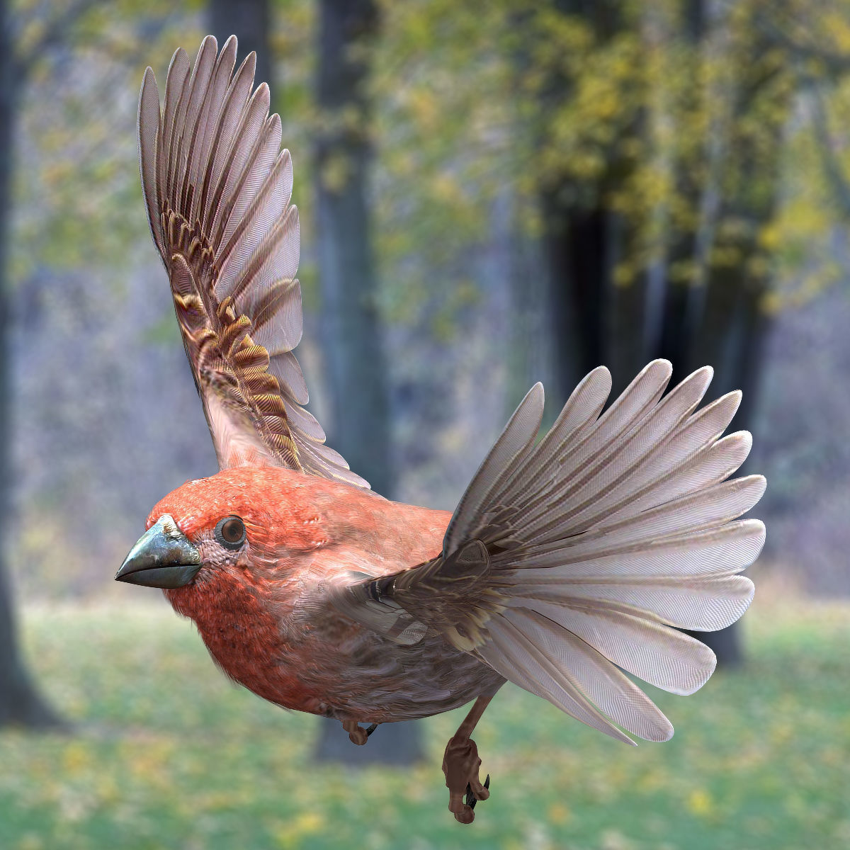 House finch - rigged - animated 3D model_4