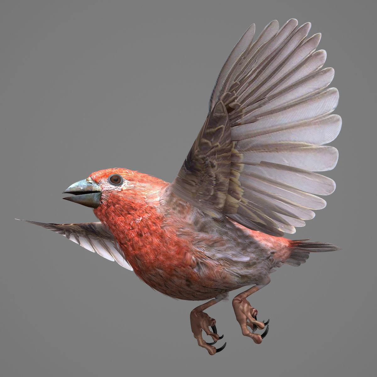 House finch - rigged - animated 3D model_11