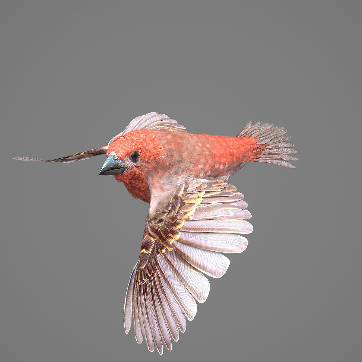 House finch - rigged - animated 3D model_10