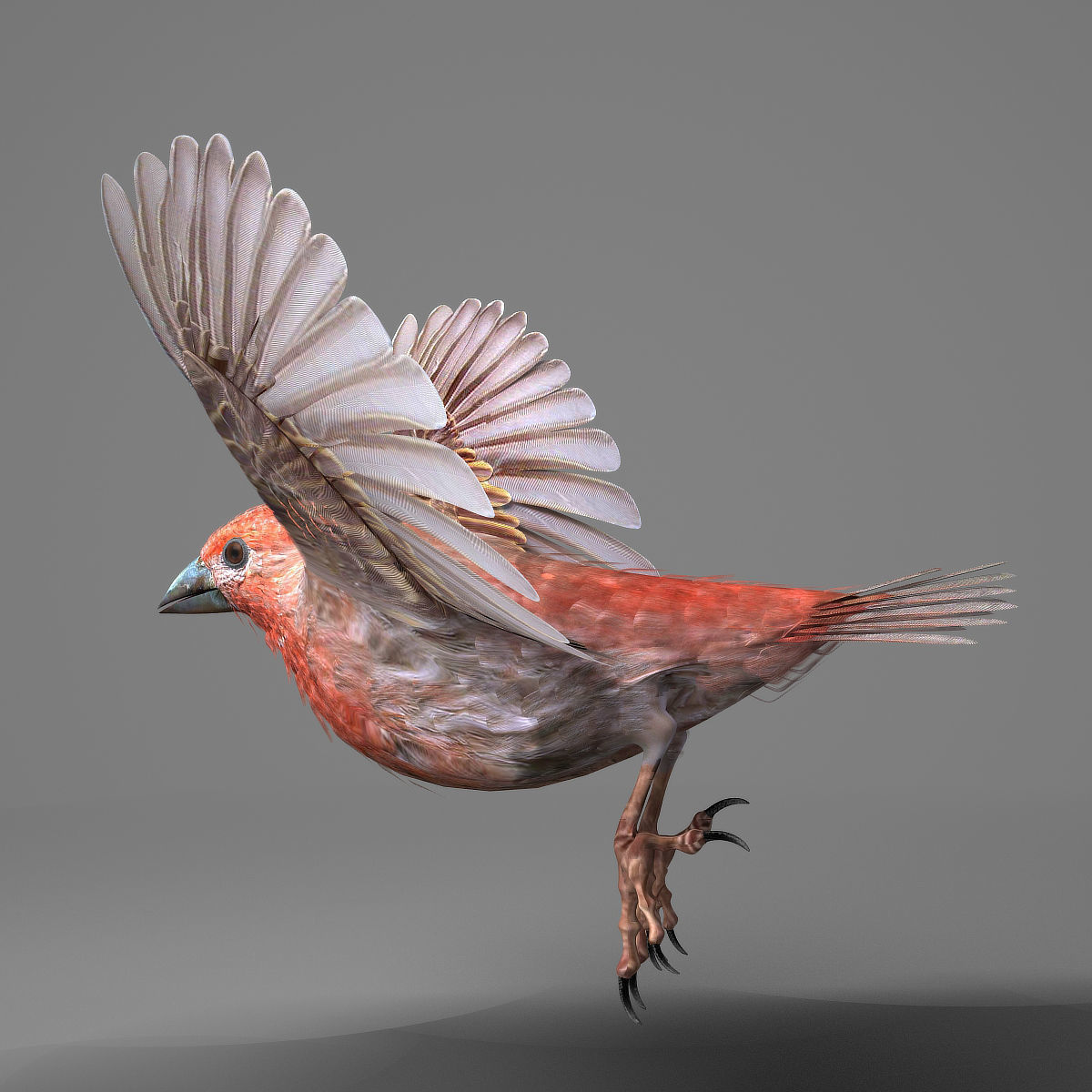 House finch - rigged - animated 3D model_8