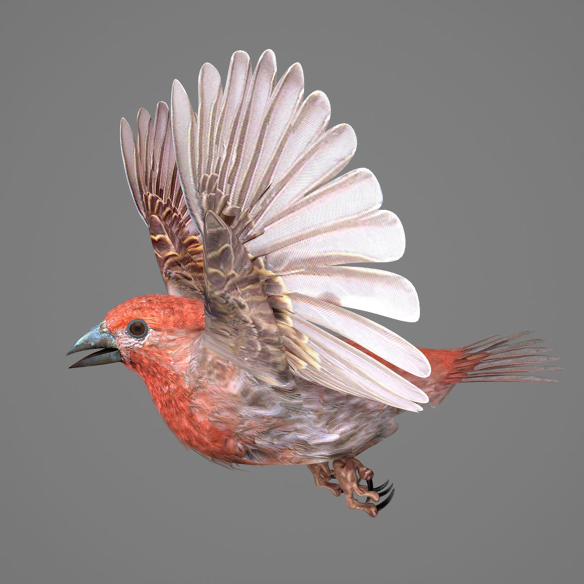 House finch - rigged - animated 3D model_6