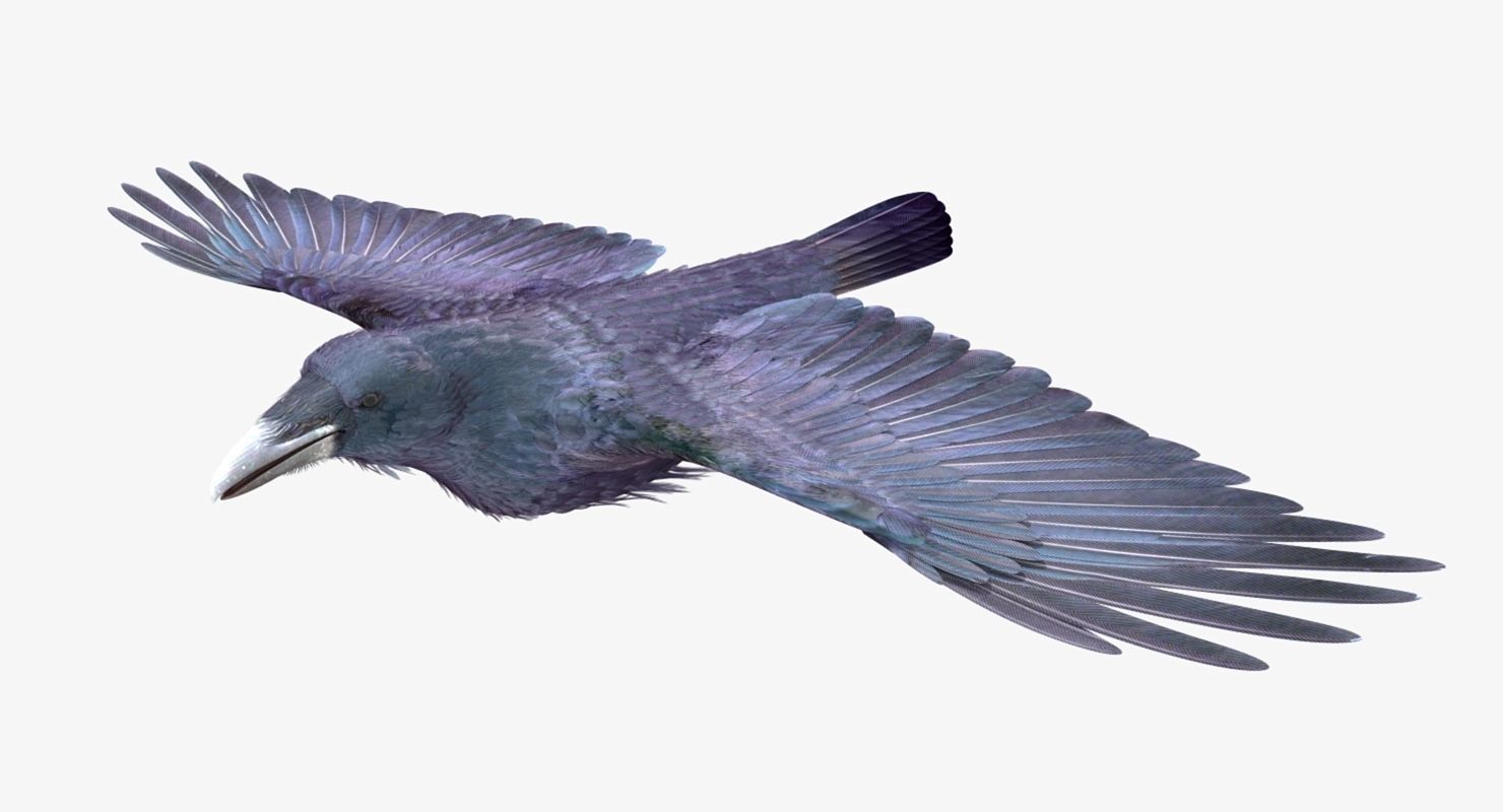 Common Raven - rigged - animated 3D model_16