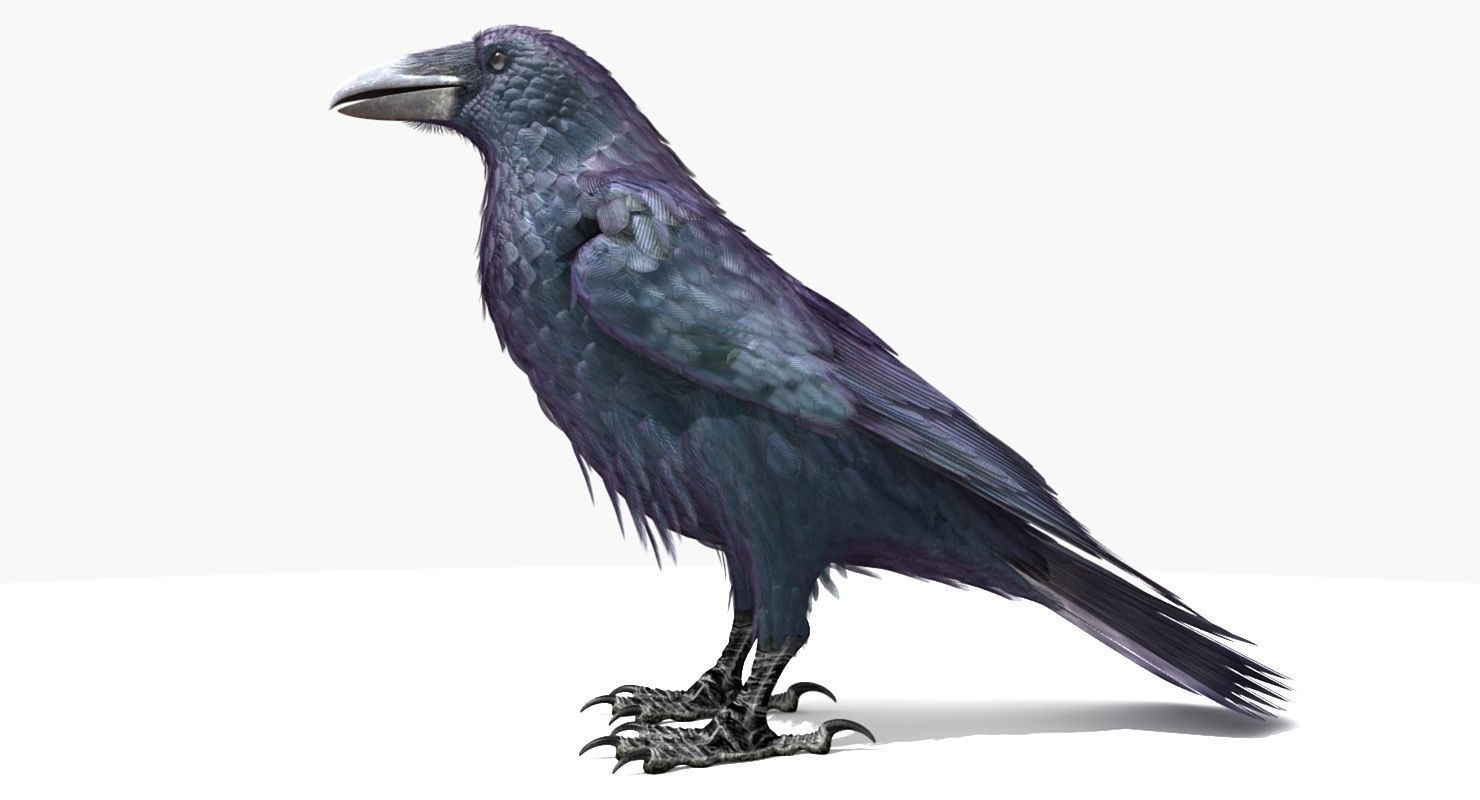 Common Raven - rigged - animated 3D model_8