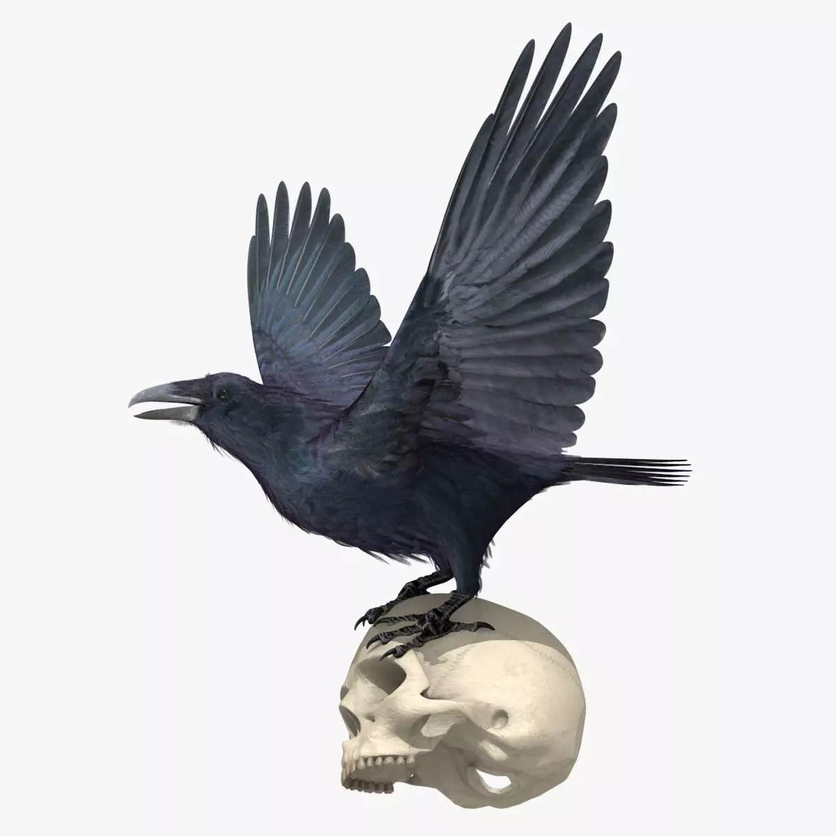 Common Raven - rigged - animated 3D model_0
