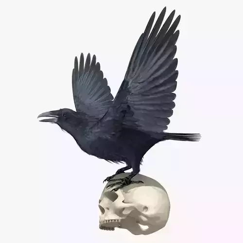 Common Raven - rigged - animated 3D model