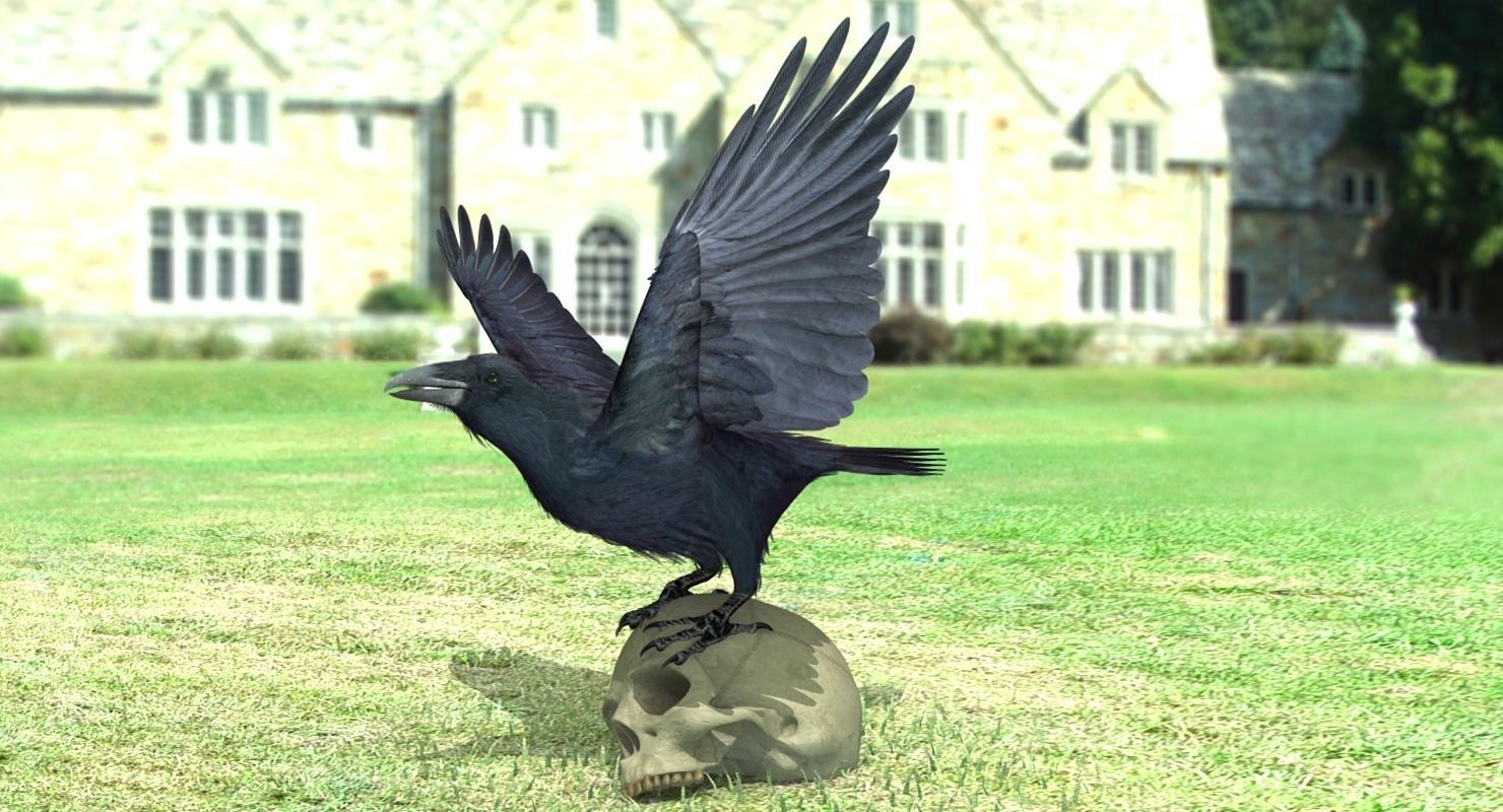 Common Raven - rigged - animated 3D model_13