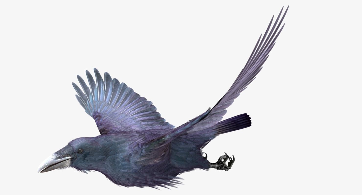 Common Raven - rigged - animated 3D model_20
