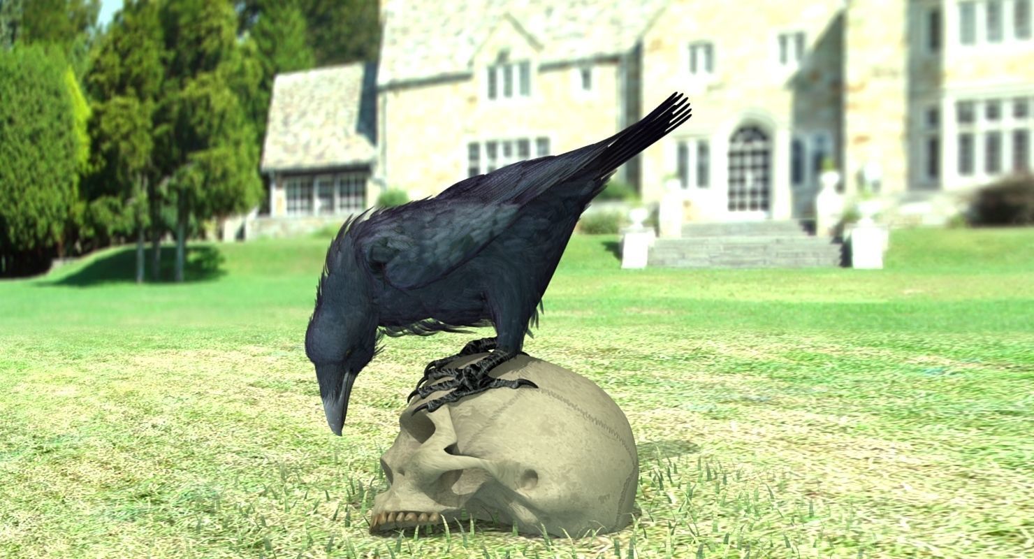Common Raven - rigged - animated 3D model_10