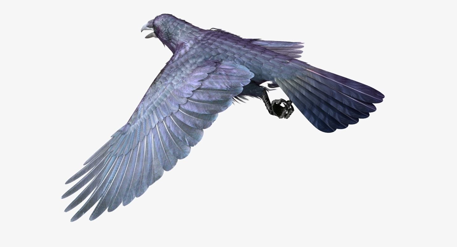 Common Raven - rigged - animated 3D model_18
