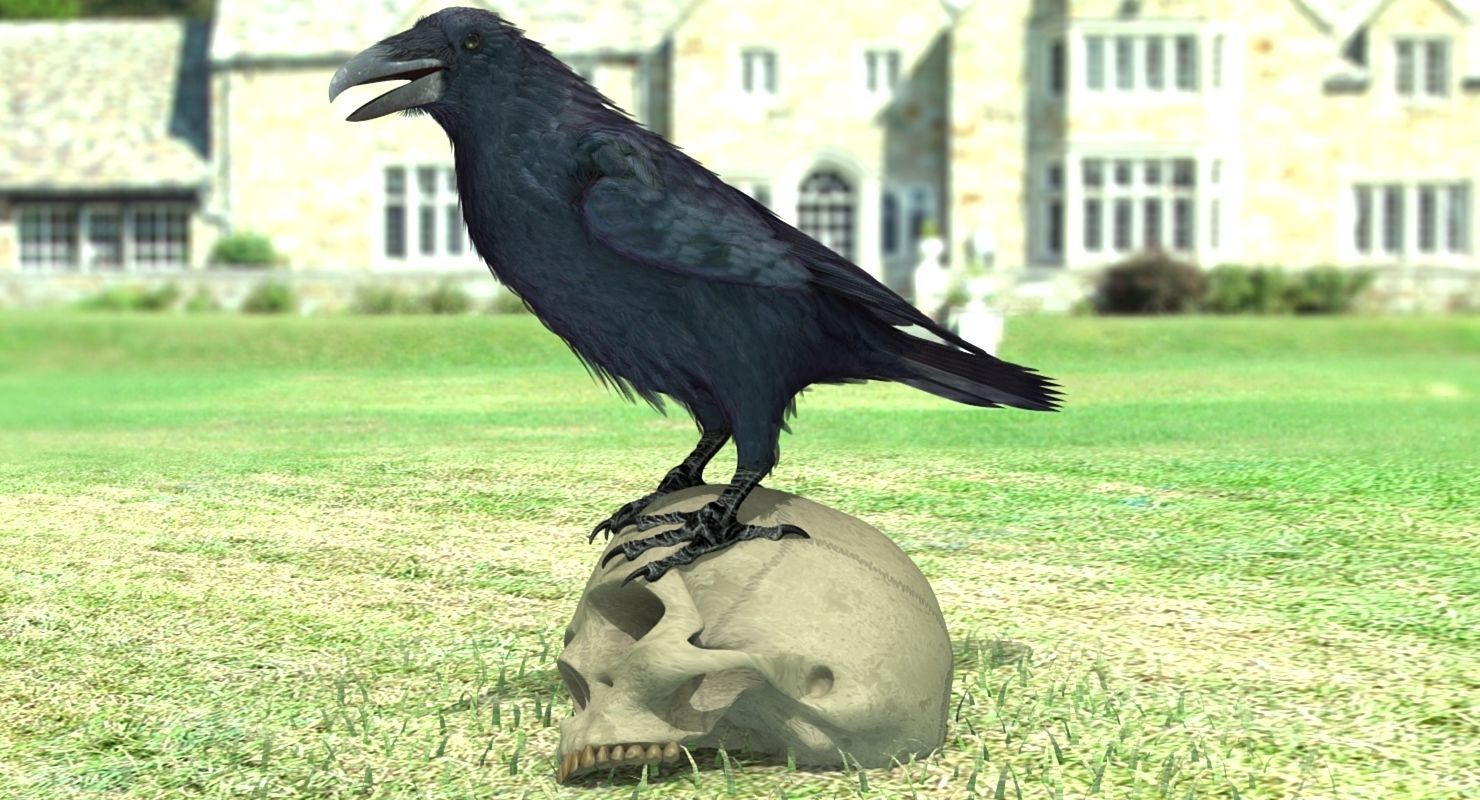 Common Raven - rigged - animated 3D model_12