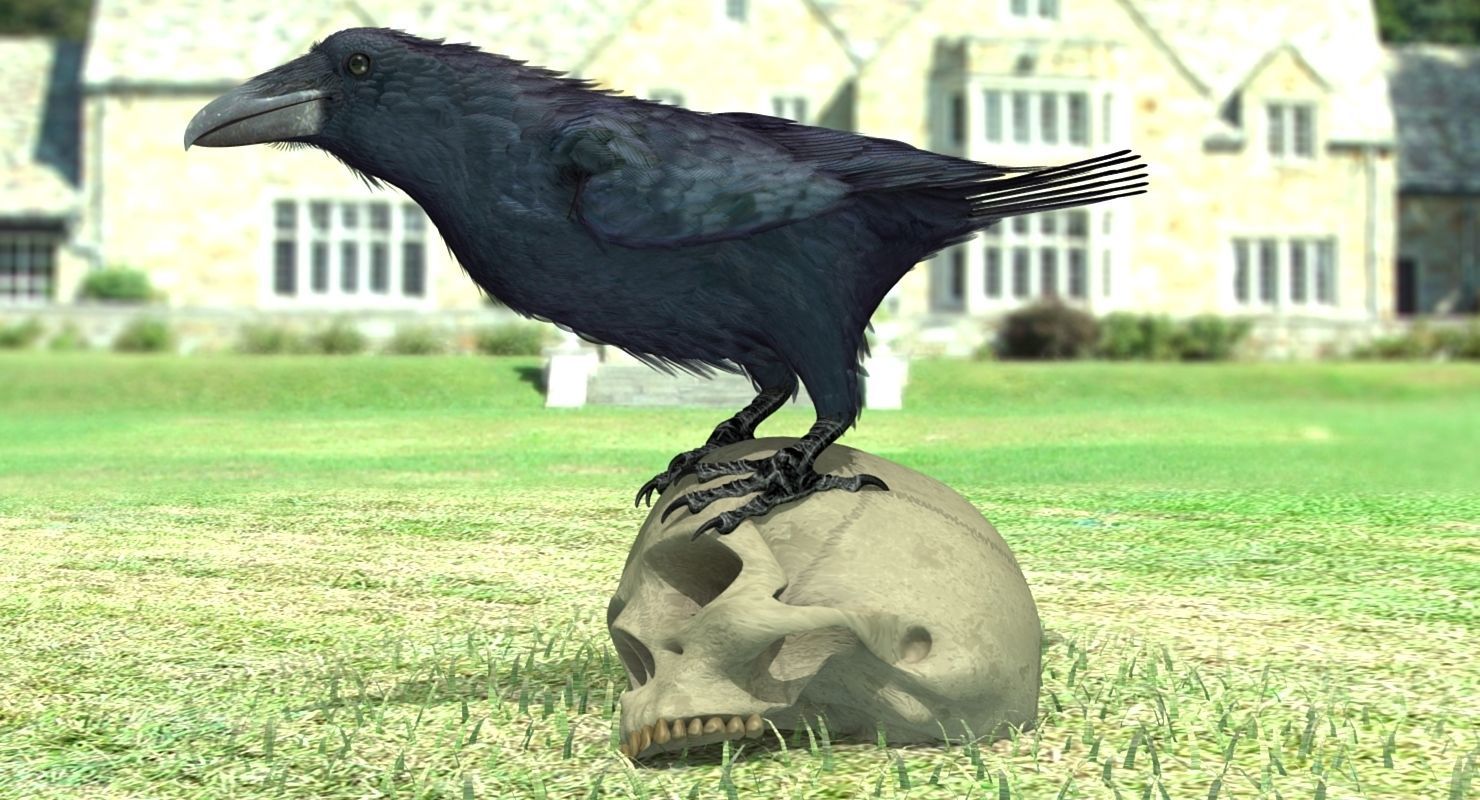 Common Raven - rigged - animated 3D model_11