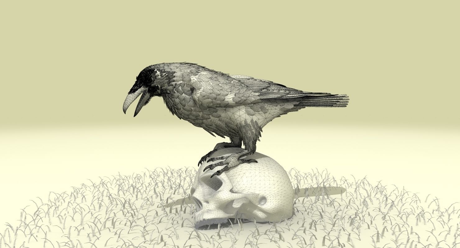 Common Raven - rigged - animated 3D model_26