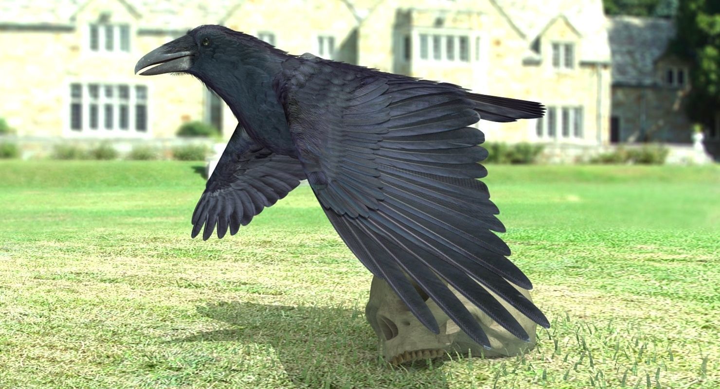 Common Raven - rigged - animated 3D model_14