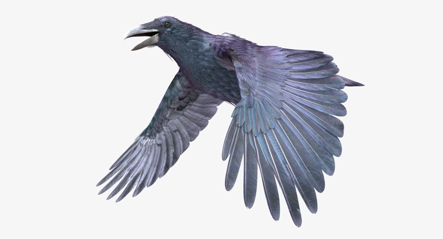 Common Raven - rigged - animated 3D model_17