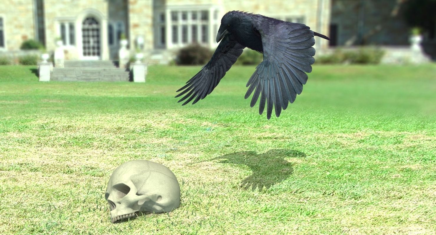 Common Raven - rigged - animated 3D model_22