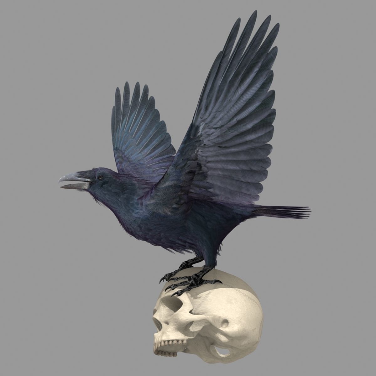 Common Raven - rigged - animated 3D model_5