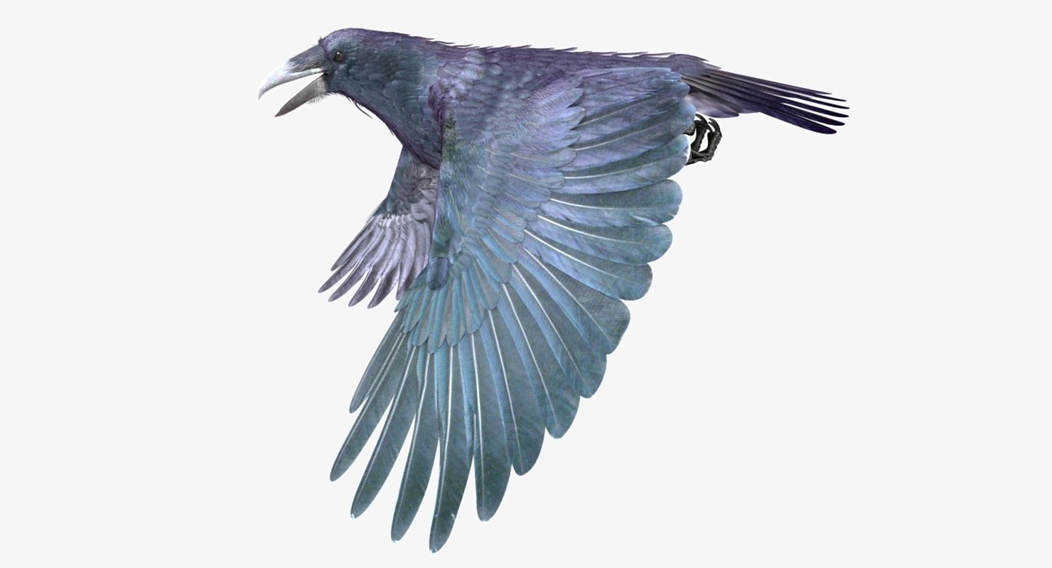 Common Raven - rigged - animated 3D model_21