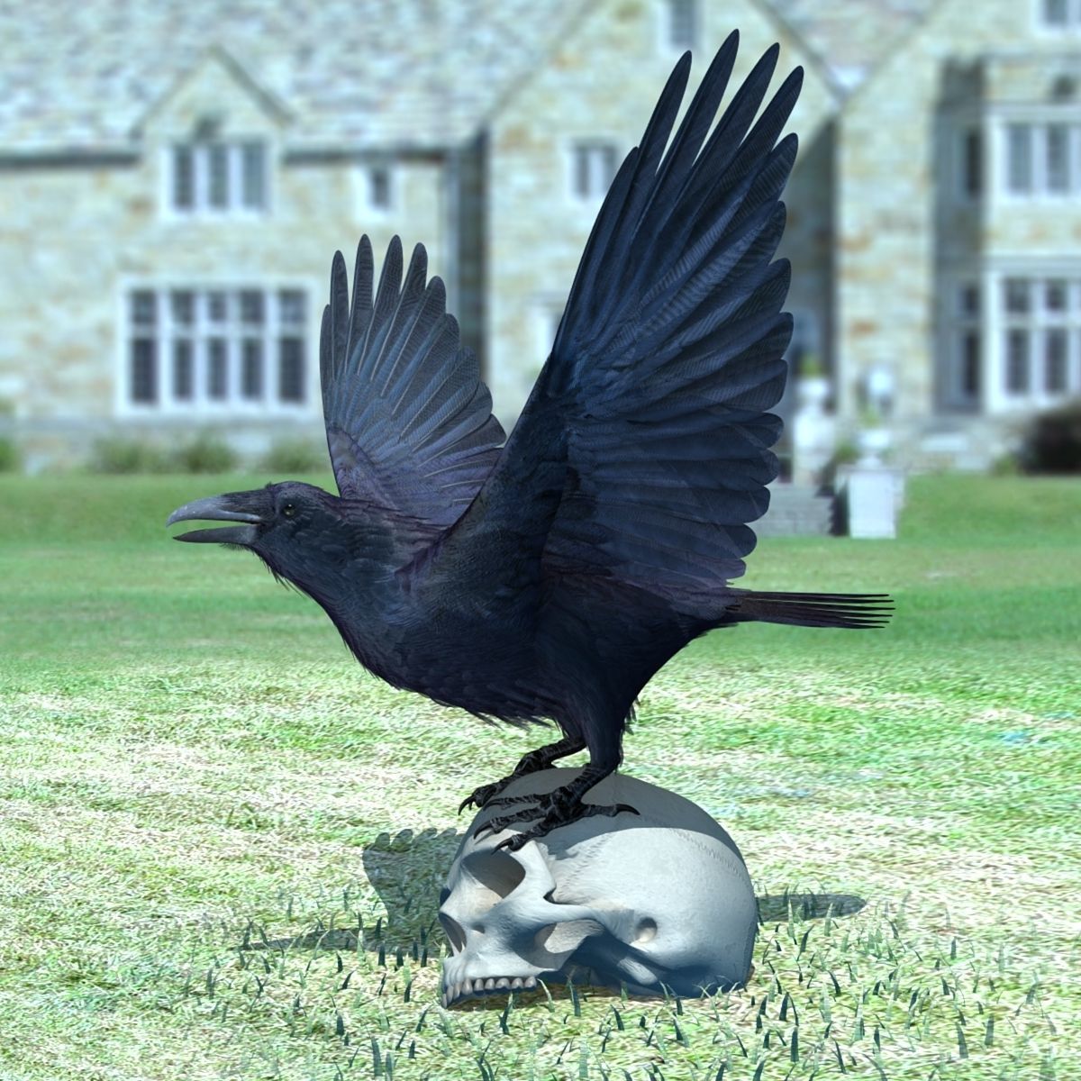 Common Raven - rigged - animated 3D model_4