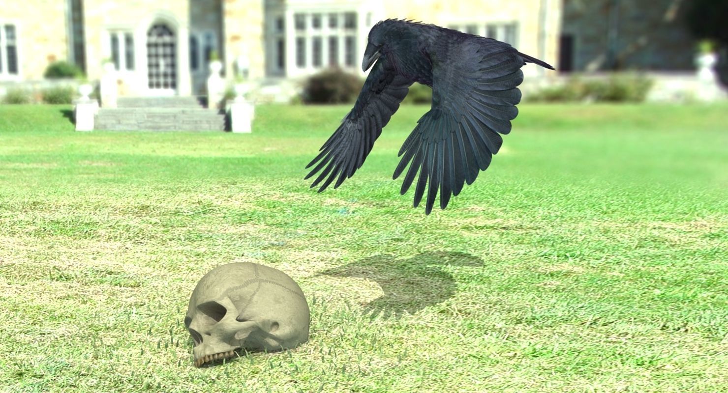 Common Raven - rigged - animated 3D model_15