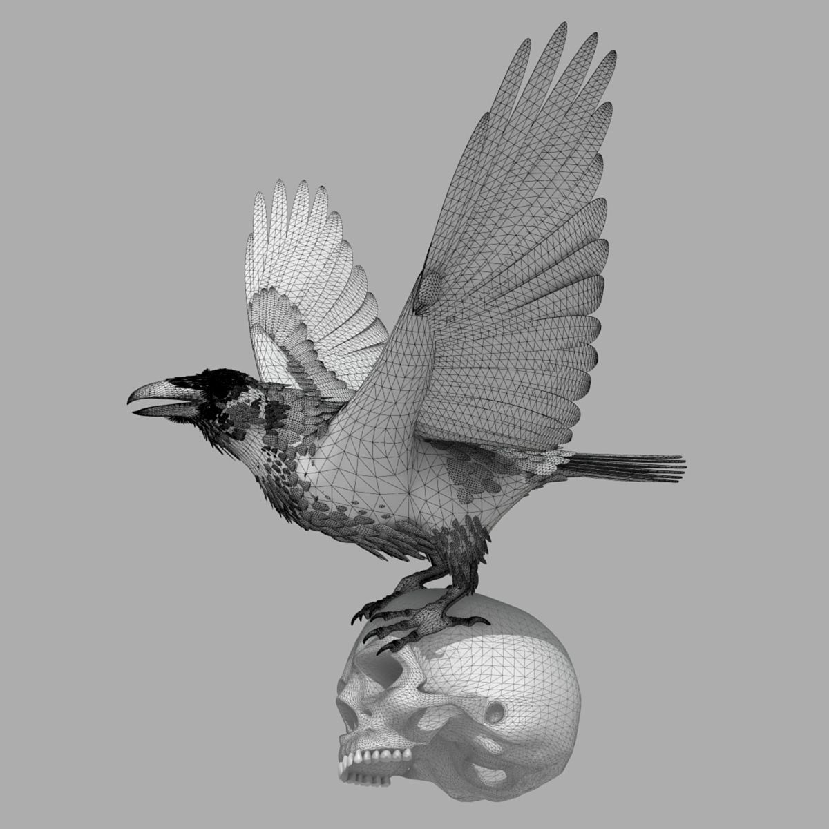 Common Raven - rigged - animated 3D model_6
