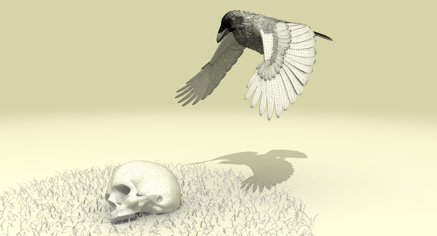 Common Raven - rigged - animated 3D model_23