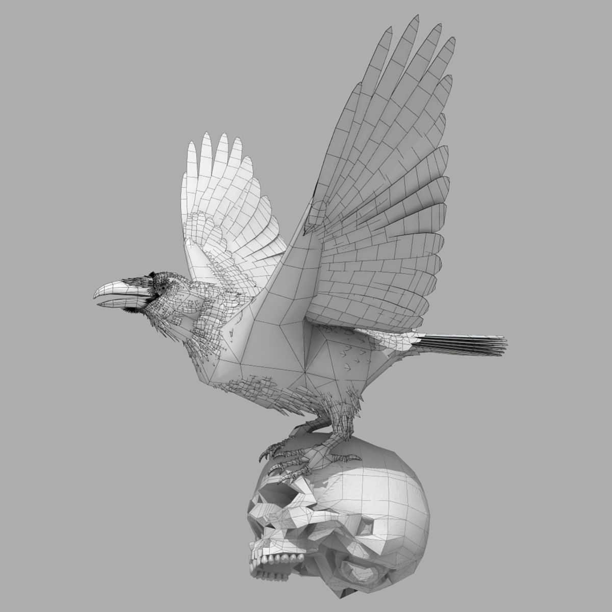 Common Raven - rigged - animated 3D model_7