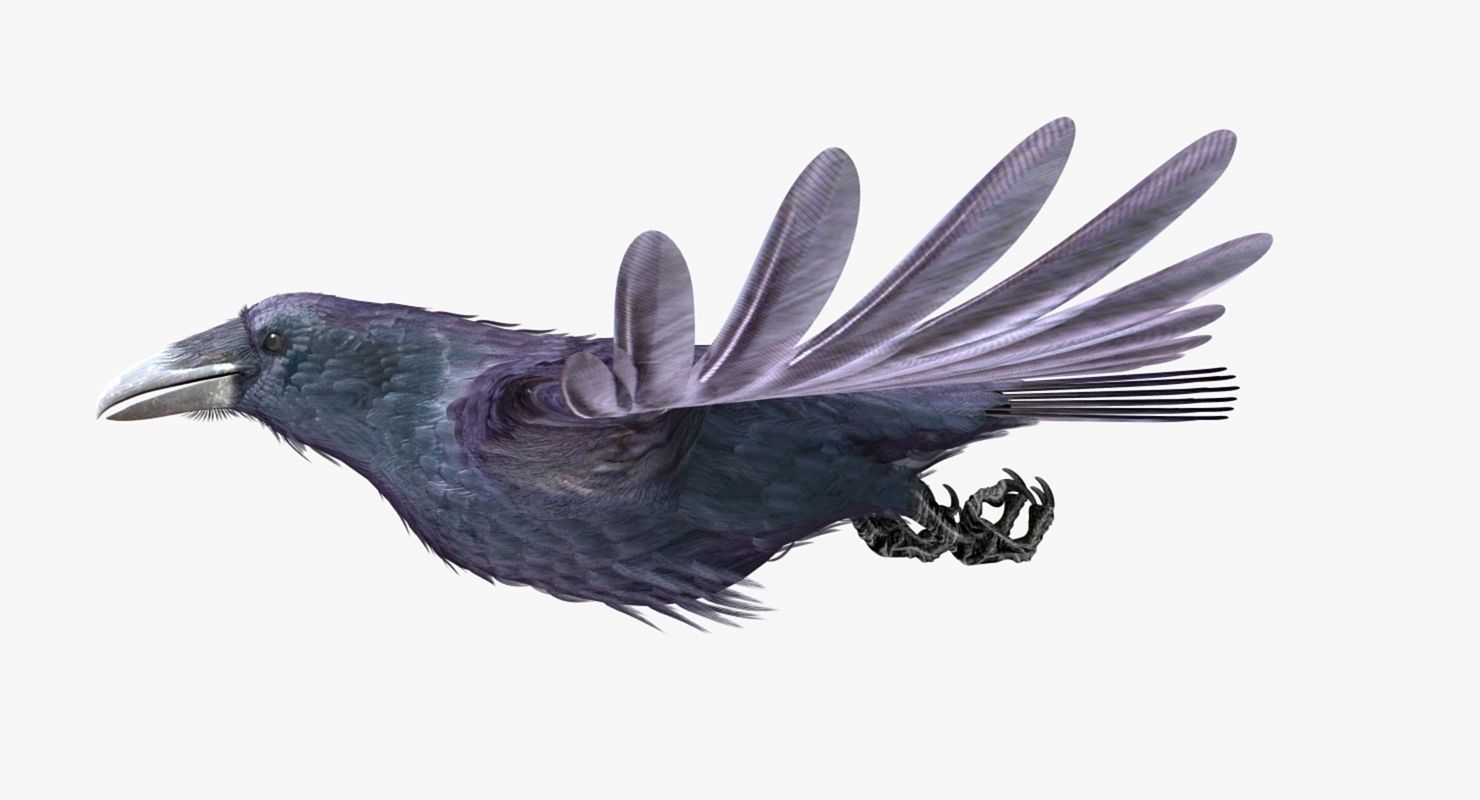 Common Raven - rigged - animated 3D model_19