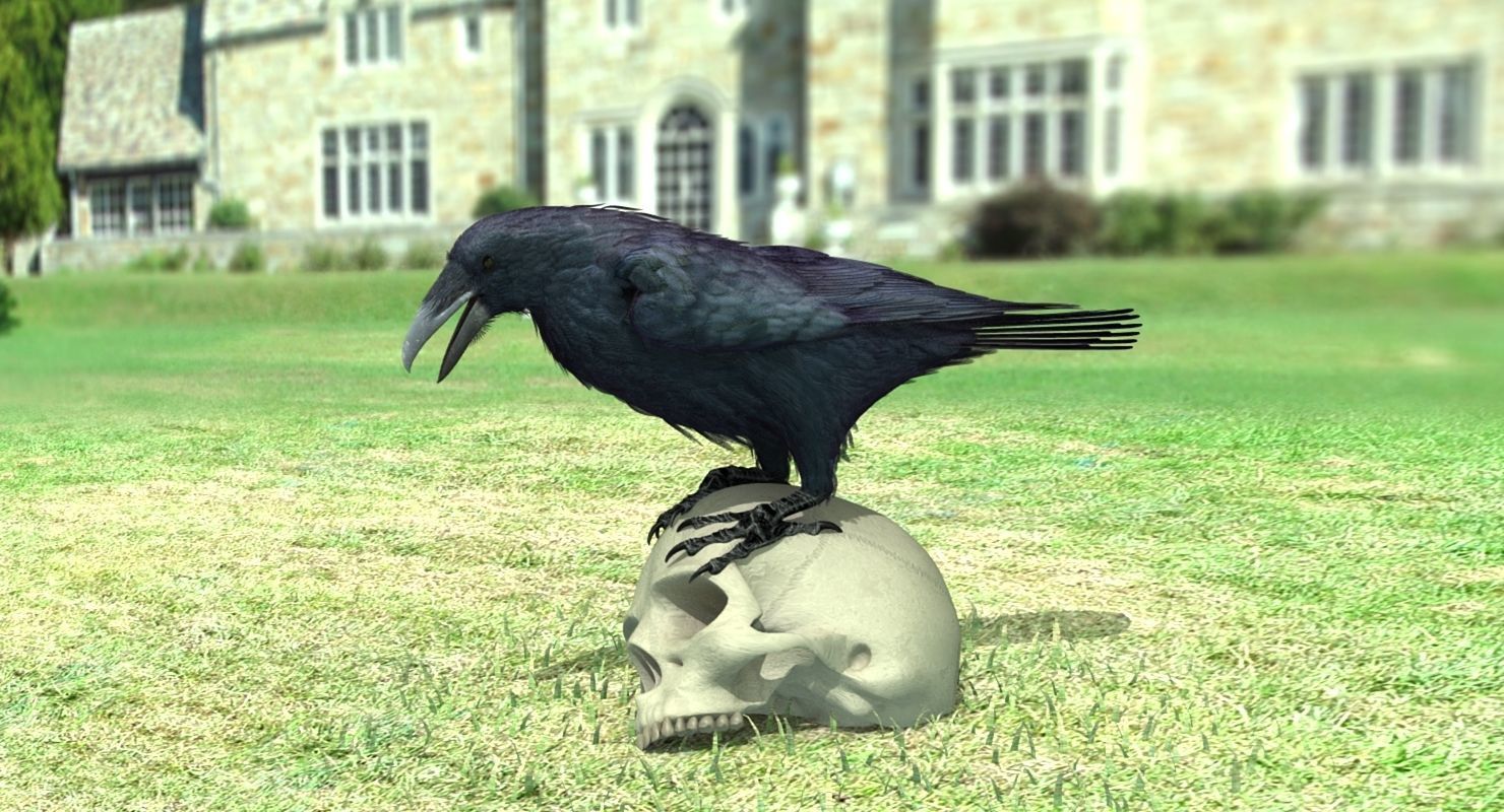 Common Raven - rigged - animated 3D model_25