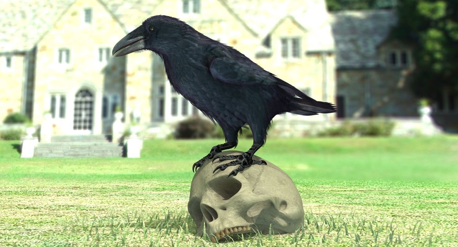 Common Raven - rigged - animated 3D model_9