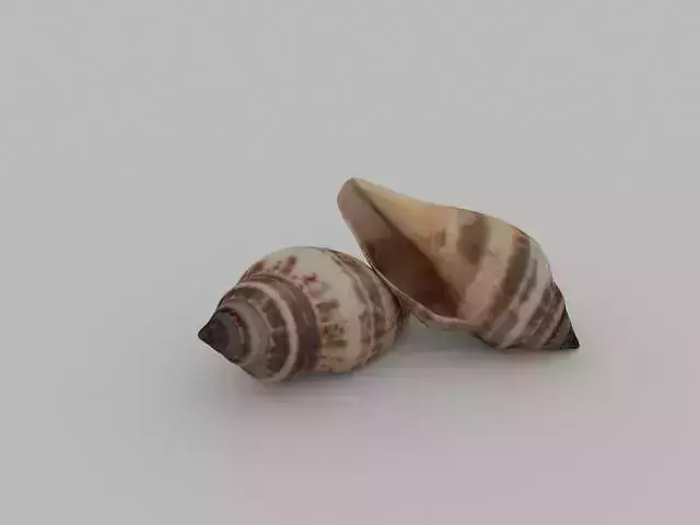 Seashell two shells