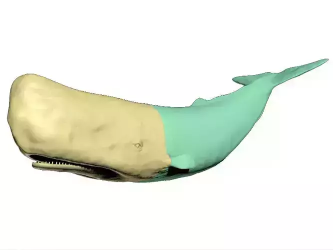 Sperm Whale printable 3D print model