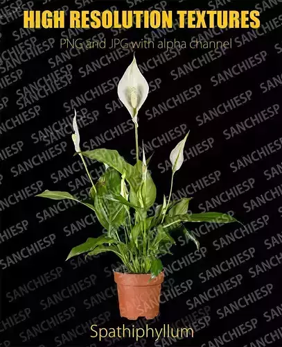 Spathiphyllum high resolution textures Texture
