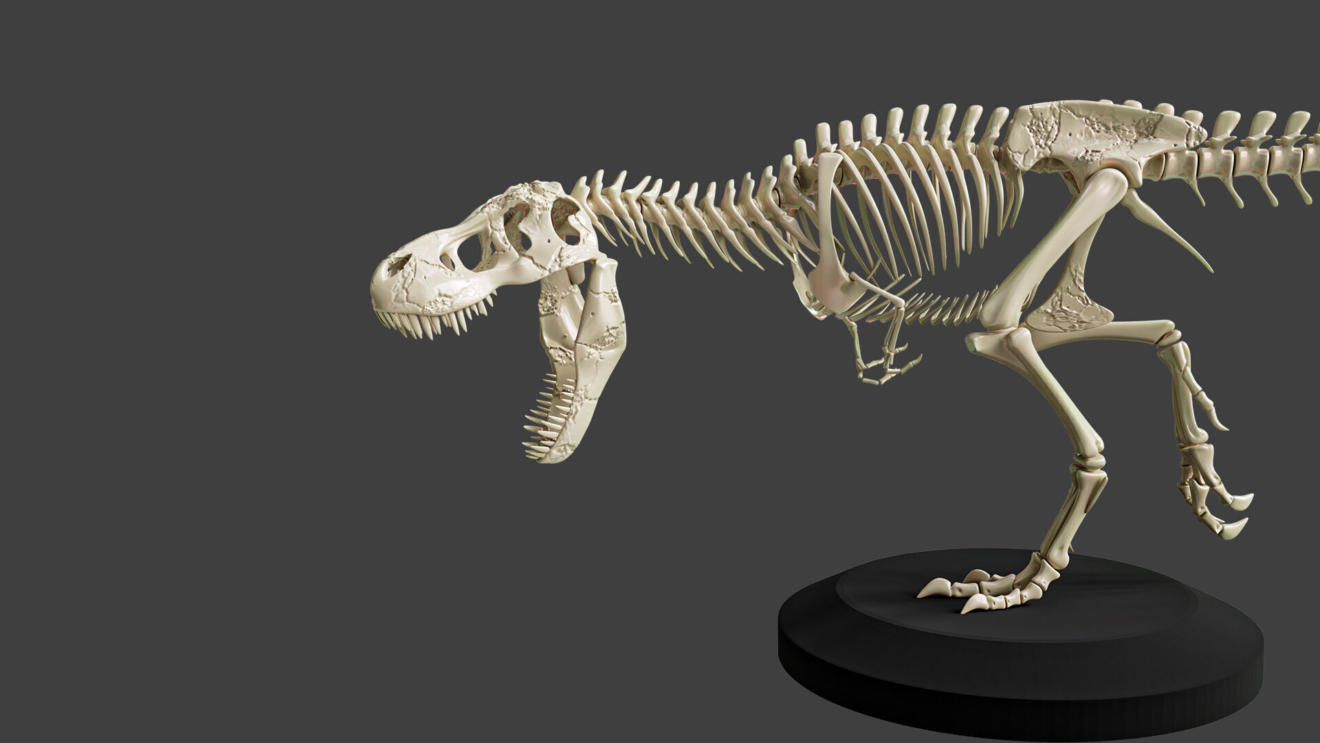 T-Rex Dinosaur Skeleton - Museum Display 3D model_1