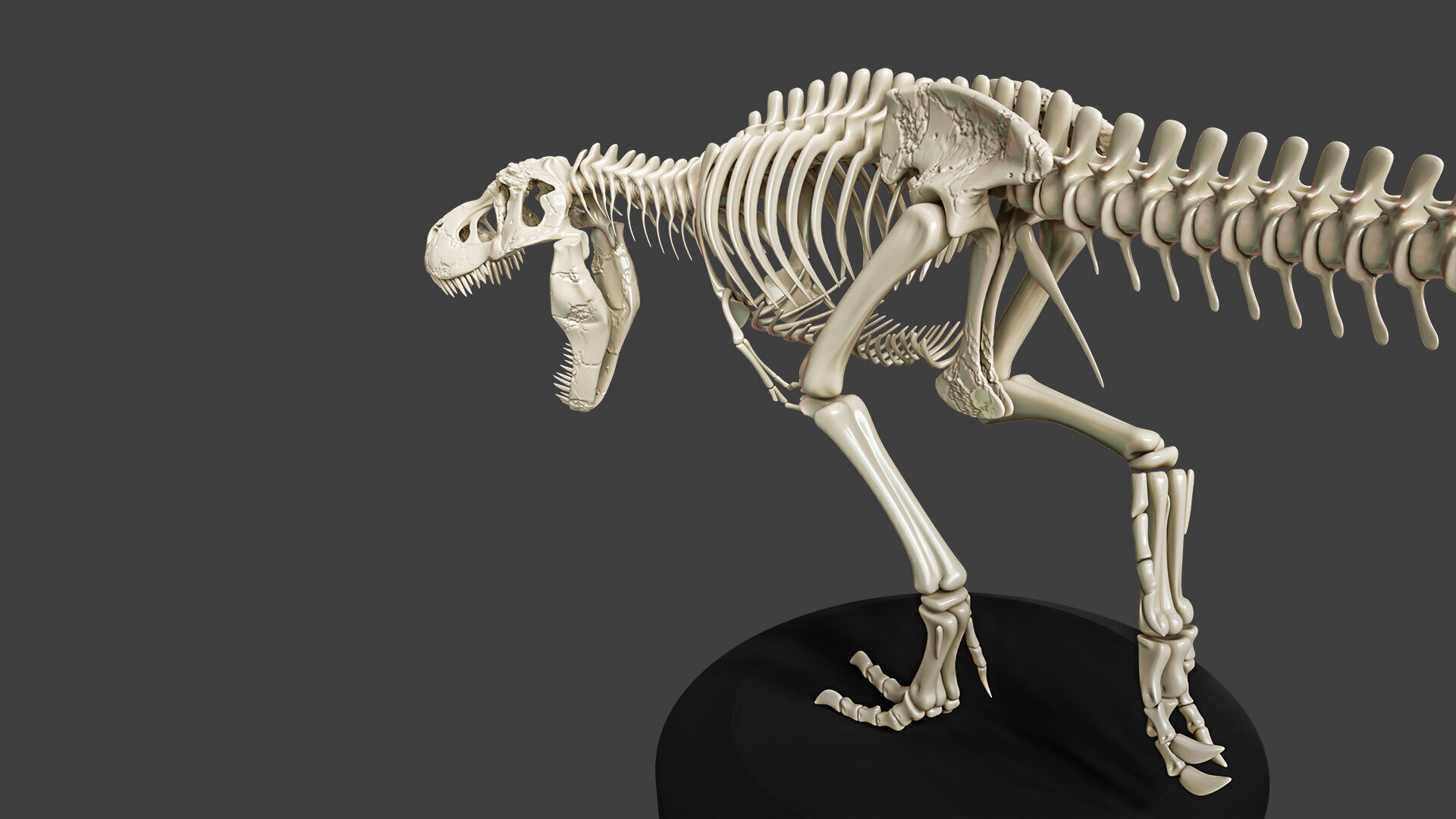 T-Rex Dinosaur Skeleton - Museum Display 3D model_2