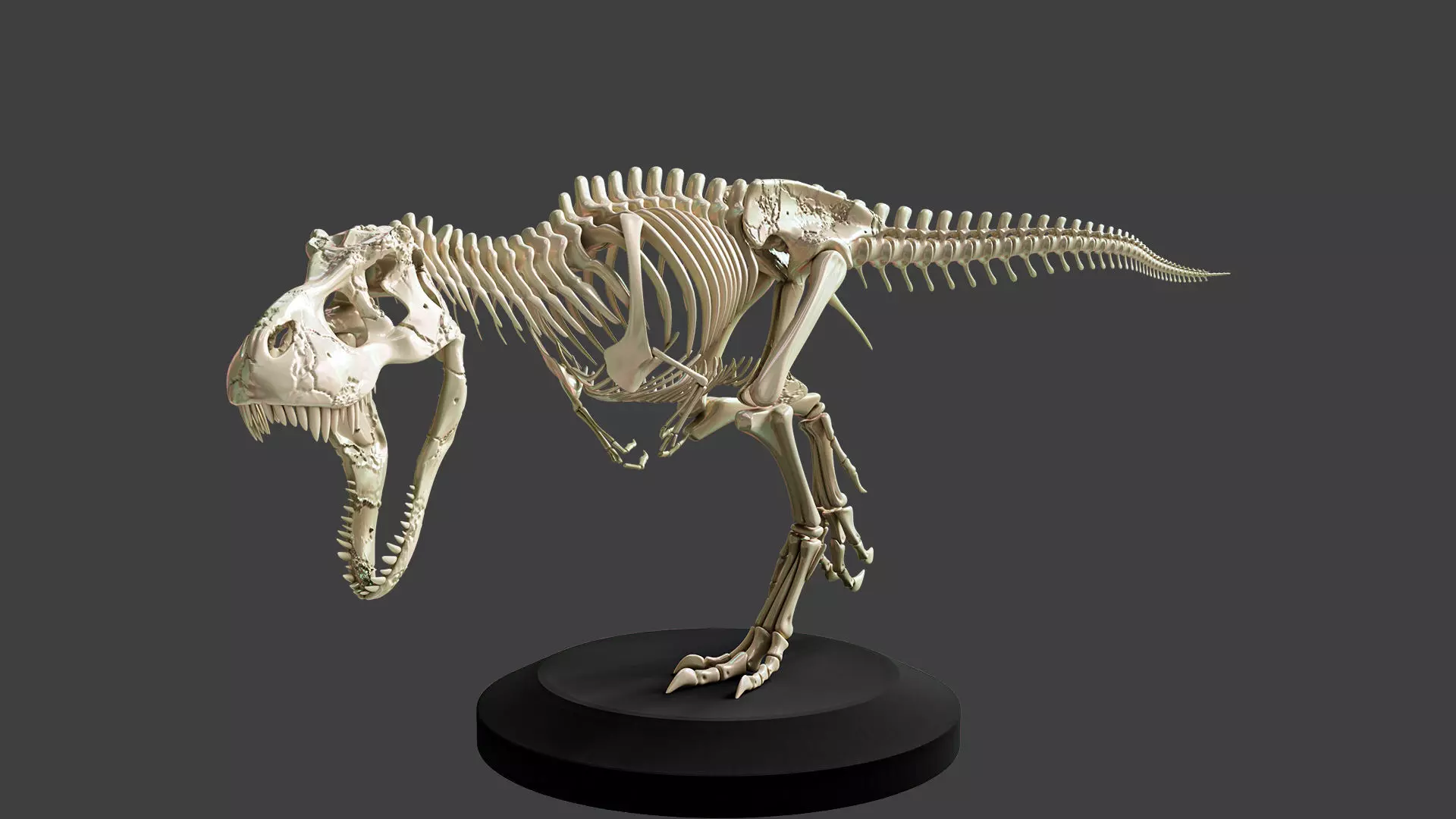 T-Rex Dinosaur Skeleton - Museum Display 3D model_0