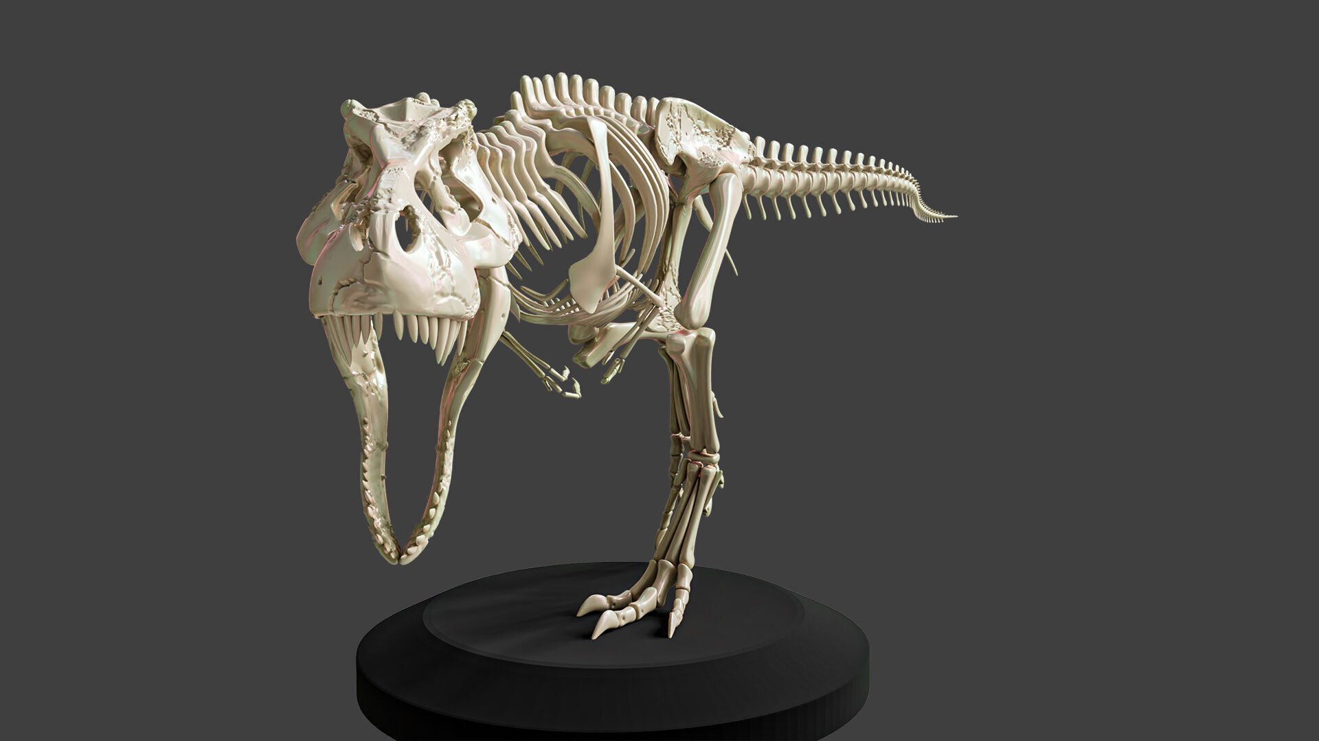 T-Rex Dinosaur Skeleton - Museum Display 3D model_5