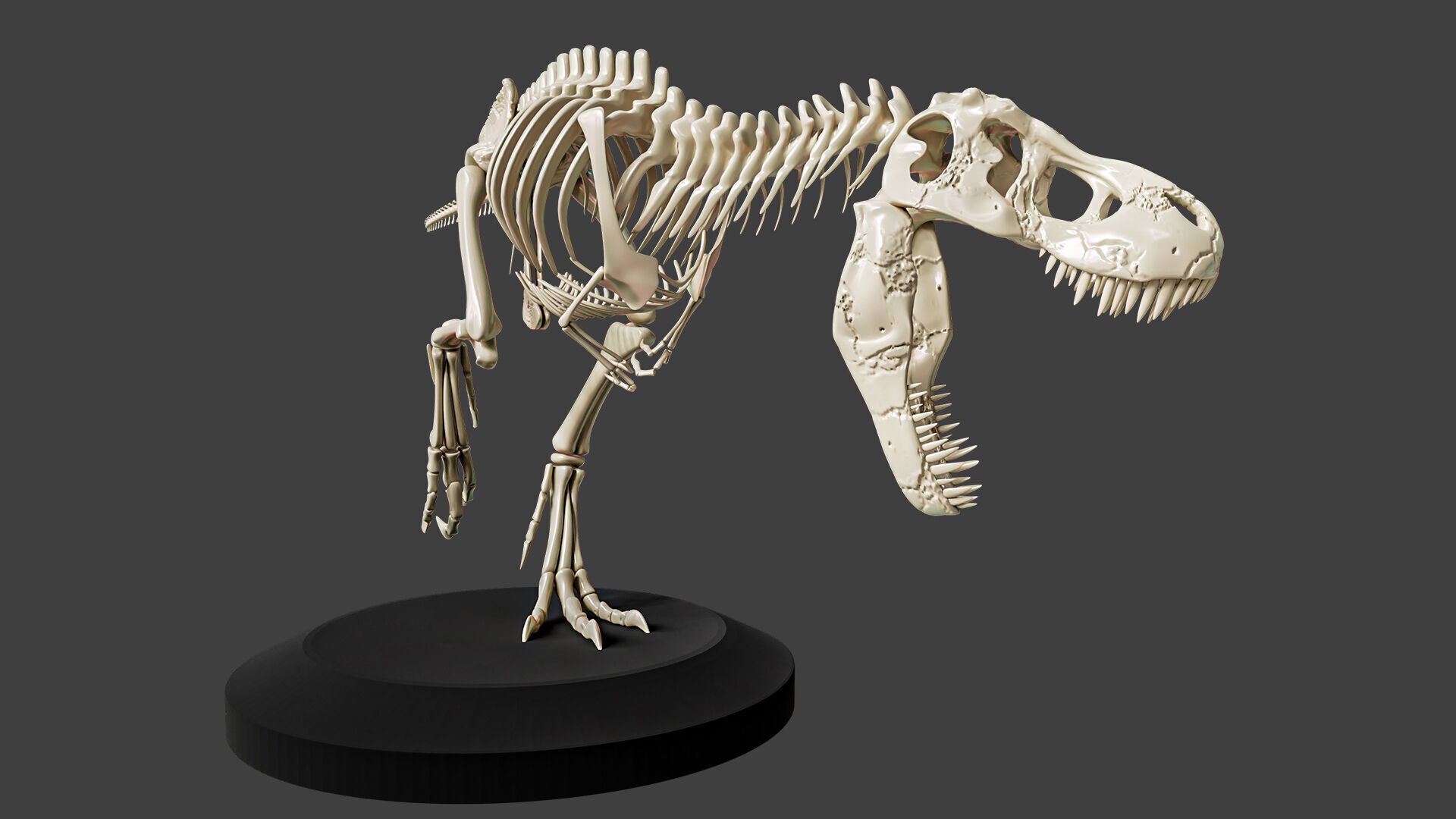 T-Rex Dinosaur Skeleton - Museum Display 3D model_4
