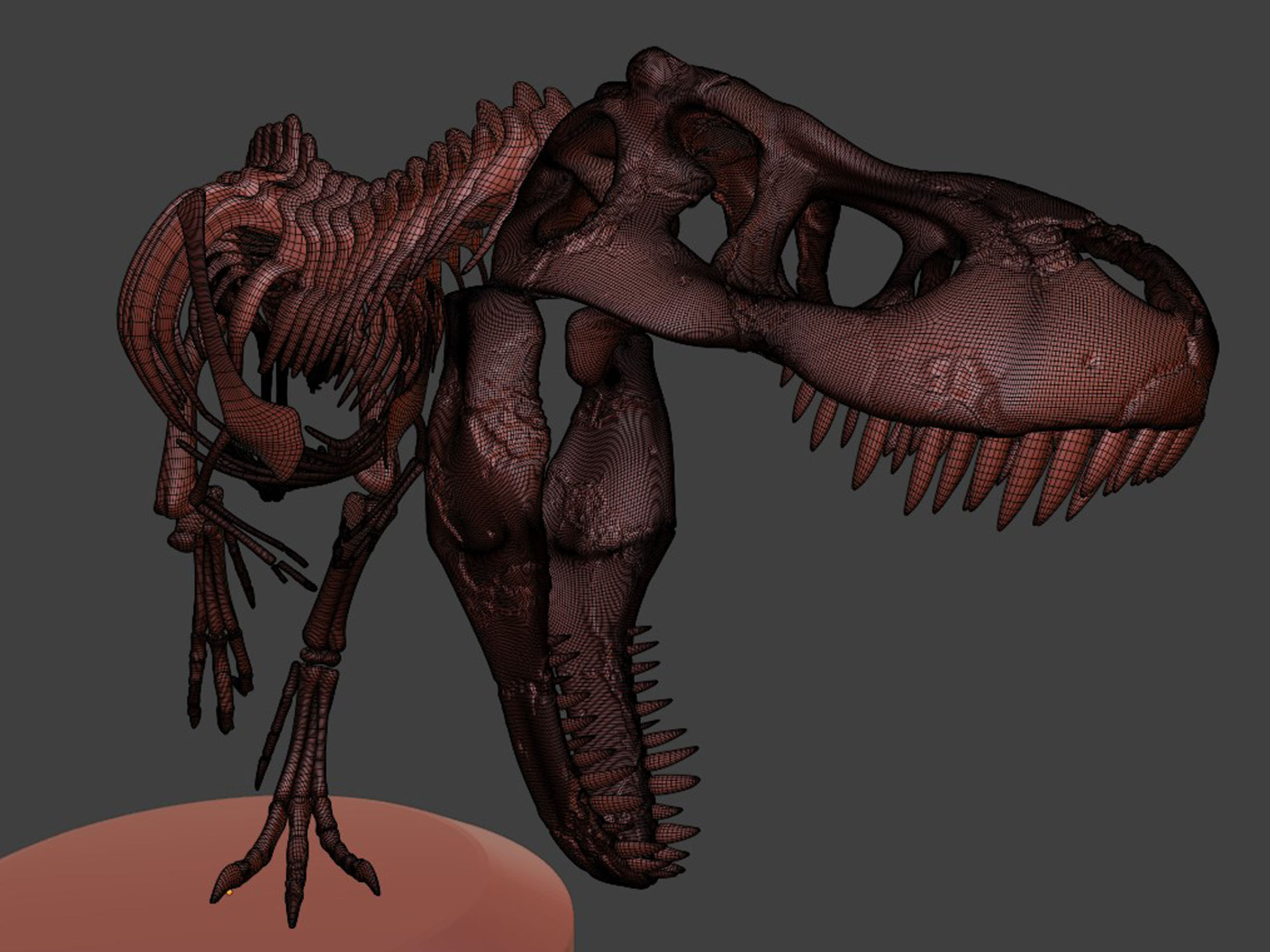T-Rex Dinosaur Skeleton - Museum Display 3D model_7