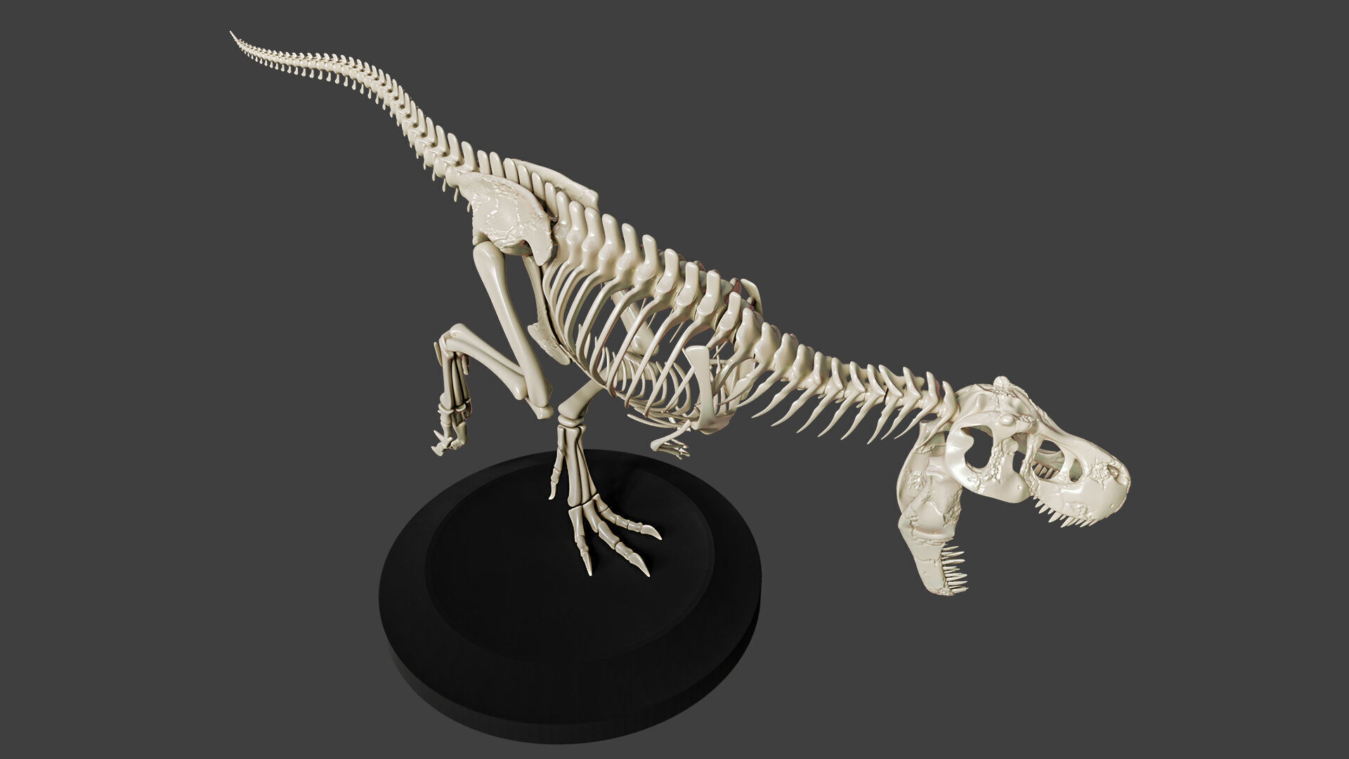 T-Rex Dinosaur Skeleton - Museum Display 3D model_3