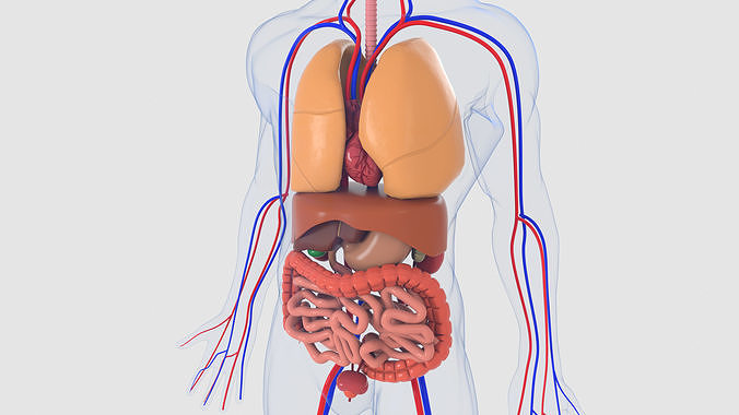 Human organs 3D model