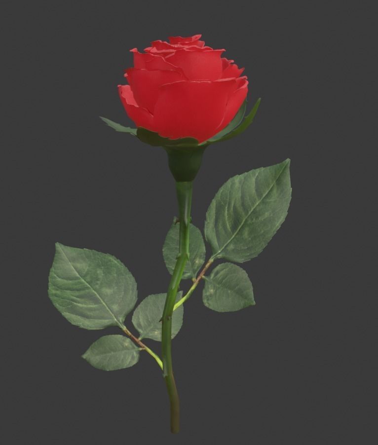 Realistic 3D Rose Flower with Blooming Rig 3D model rigged | CGTrader