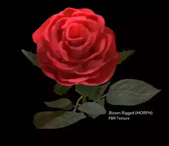 Realistic 3D Rose Flower with Blooming Rig 3D model