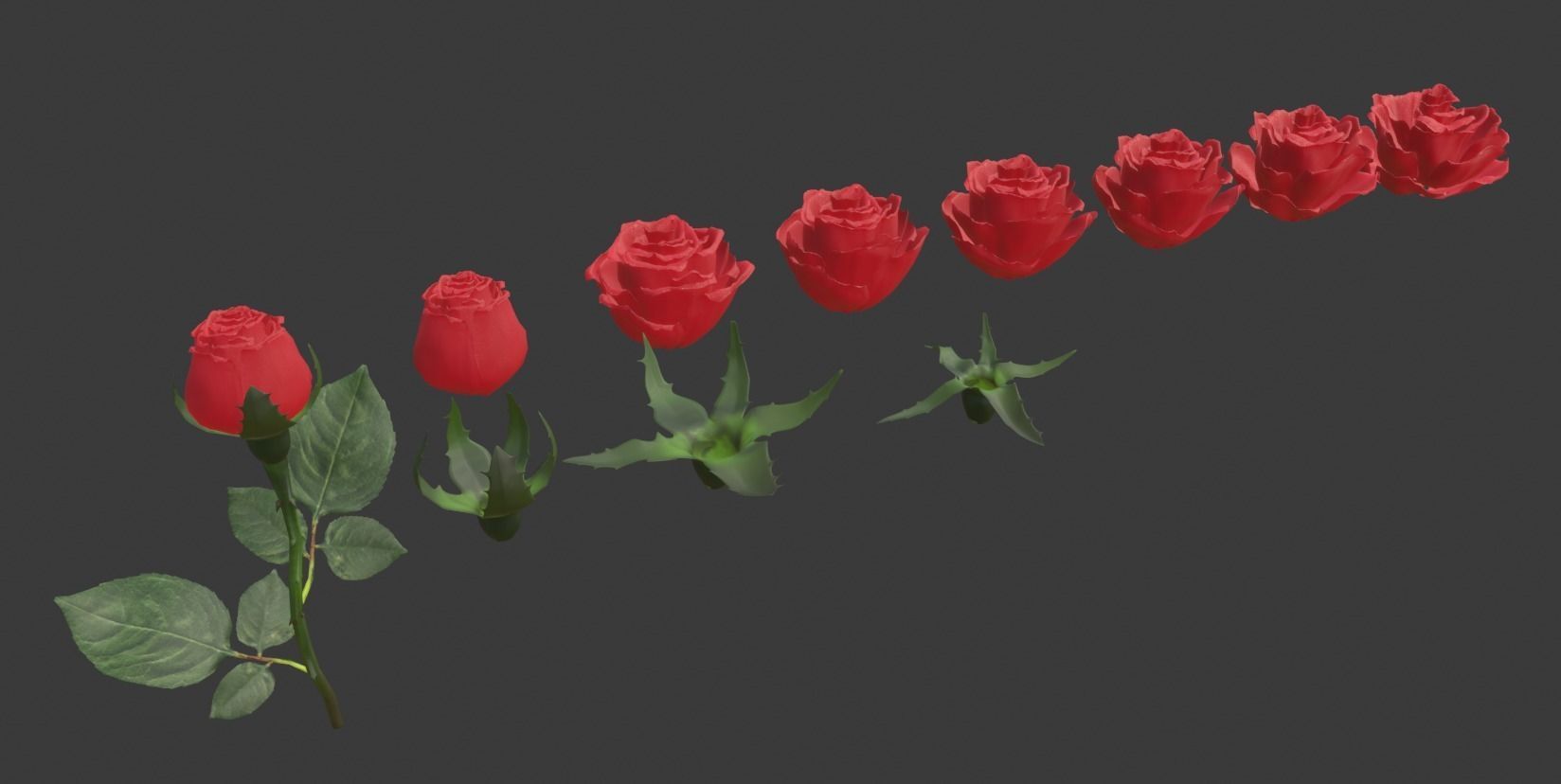 Realistic 3D Rose Flower with Blooming Rig 3D model rigged | CGTrader
