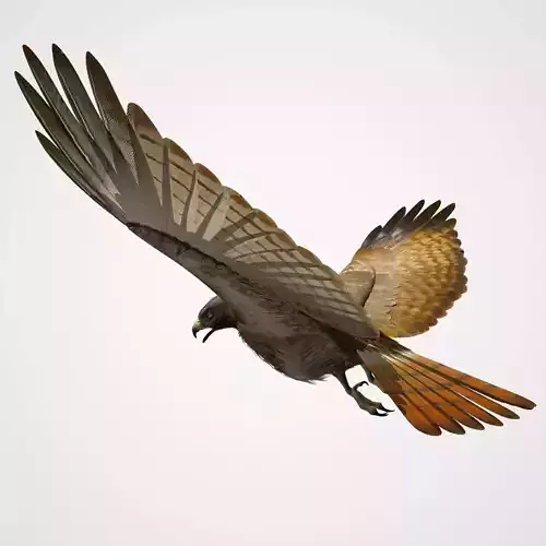 Red Tailed Hawk - rigged - animated