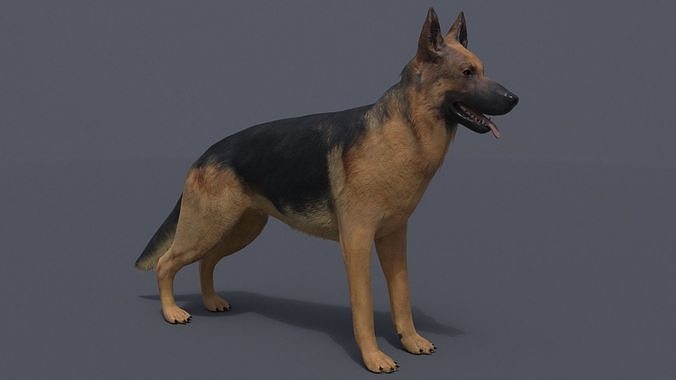 German Shepherd Low-poly 3D model