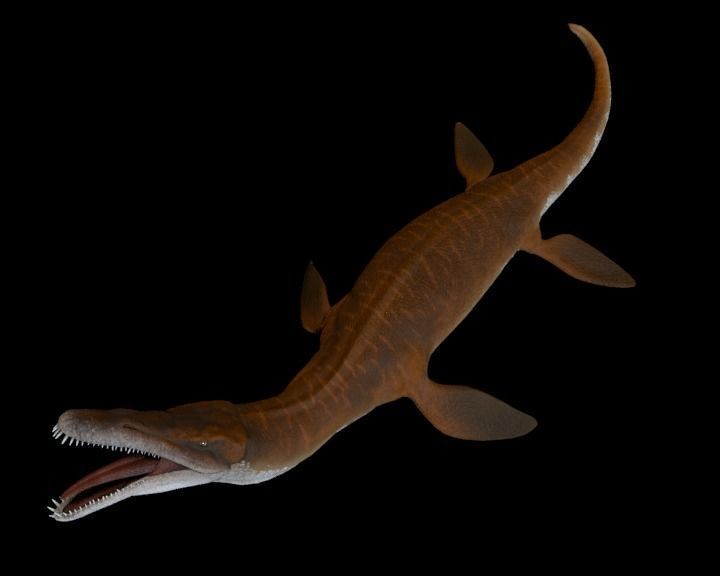 Pliosaurus Pack Low-poly 3D model_3