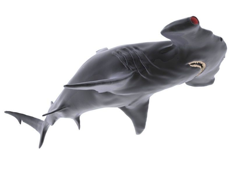 Hammer Shark 3D model_6
